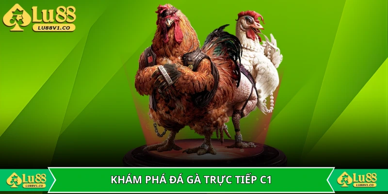 Khám phá đá gà trực tiếp C1 thú vị