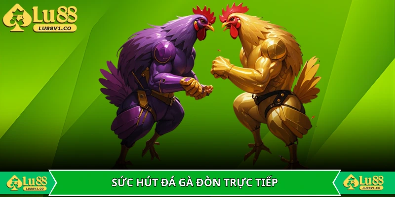 Sức hút khủng của đá gà đòn trực tiếp